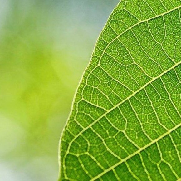 Meet your Posher, Rue - Picture 1 of 1